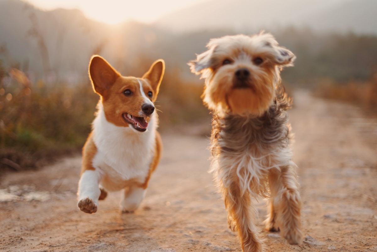 Pet products